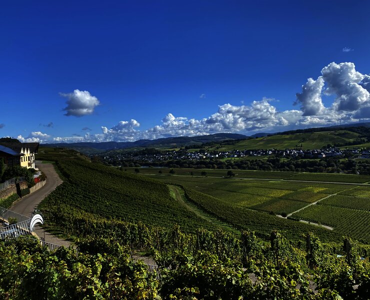 Weingut Thomas Hoffmann - Weinberge