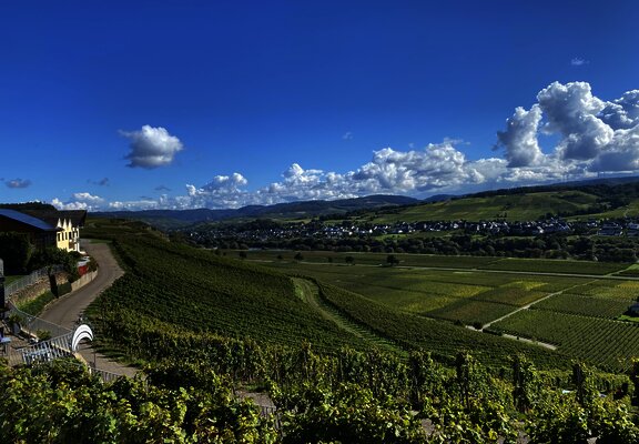 Weingut Thomas Hoffmann - Weinberge