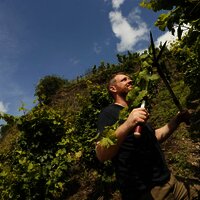 Rebschnitt im Weinberg
