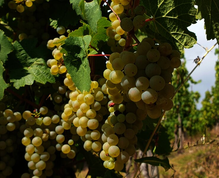 Unterwegs inmitten der Weinberge
