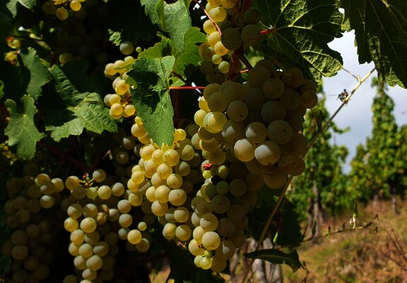 Unterwegs inmitten der Weinberge