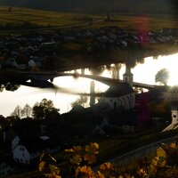 Bild Goldtröpfchen im Herbst2