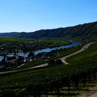 Aussicht auf Piesport an der Mosel