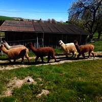 Alpaka-Trekking in Kleinich