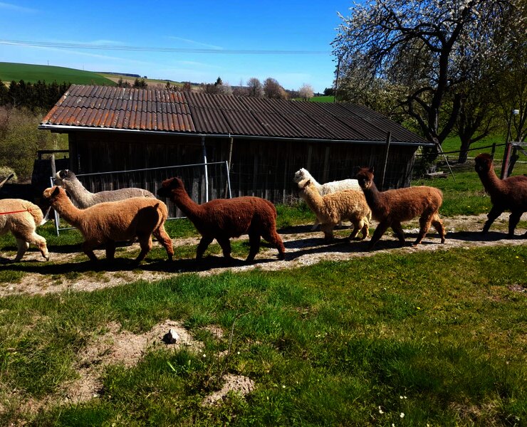 Alpaka-Trekking in Kleinich