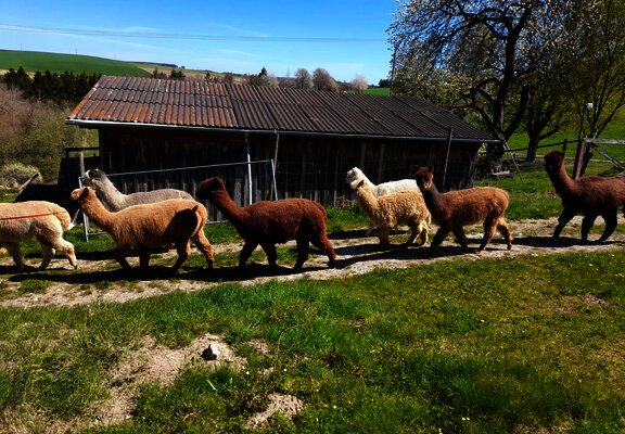 Alpaka-Trekking in Kleinich