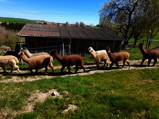 Alpaka-Trekking in Kleinich