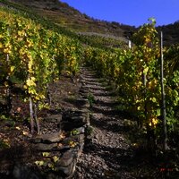 Aufstieg durch die Weinberge zum Bleidenberg