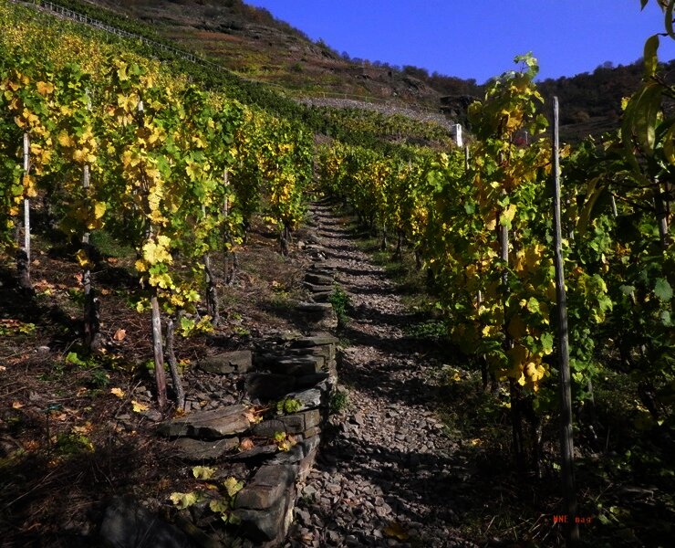 Aufstieg durch die Weinberge zum Bleidenberg