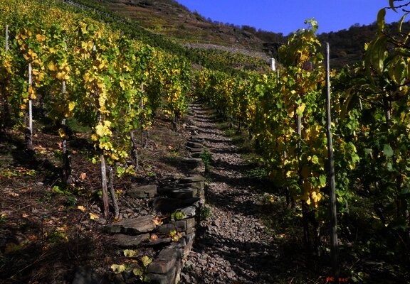 Aufstieg durch die Weinberge zum Bleidenberg