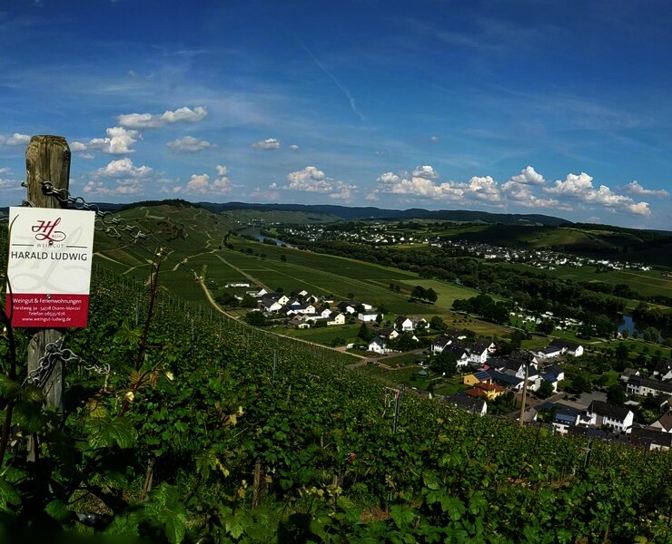 Ausblick auf Kesten von einem unserer Weinberge