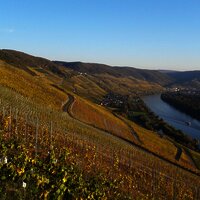 Weingut-Weinberge_Mosel