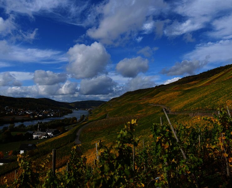 Weinberge in Graach an der Mosel