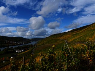 Weinberge in Graach an der Mosel