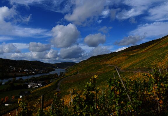 Weinberge in Graach an der Mosel