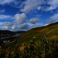 Weinberge in Graach an der Mosel