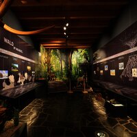 Das BIld zeigt den ersten Austellungsraum des Hunsrücker Holzmuseum. In dem Raum geht es um den Wald. Infotafeln an der Wannd vermitteln Wissen.