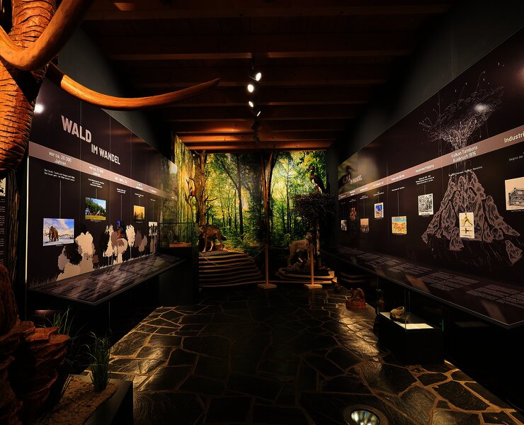 Das BIld zeigt den ersten Austellungsraum des Hunsrücker Holzmuseum. In dem Raum geht es um den Wald. Infotafeln an der Wannd vermitteln Wissen.