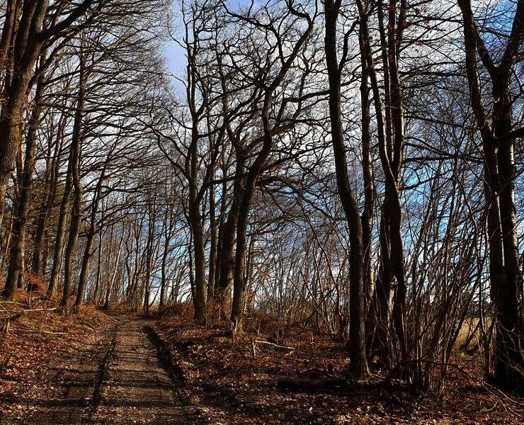 Waldweg entlang der Strecke