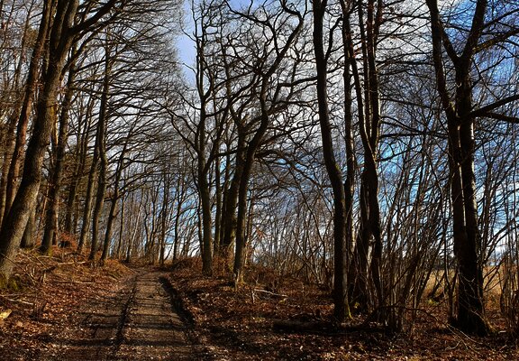 Waldweg entlang der Strecke