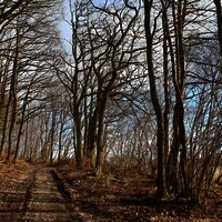 Waldweg entlang der Strecke