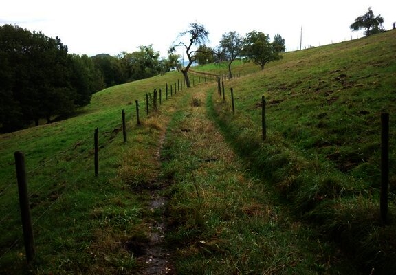 Wiesenweg durch Weideflächen mit alten Obstbäumen am Sirzenicher Bach
