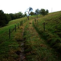 Wiesenweg durch Weideflächen mit alten Obstbäumen am Sirzenicher Bach