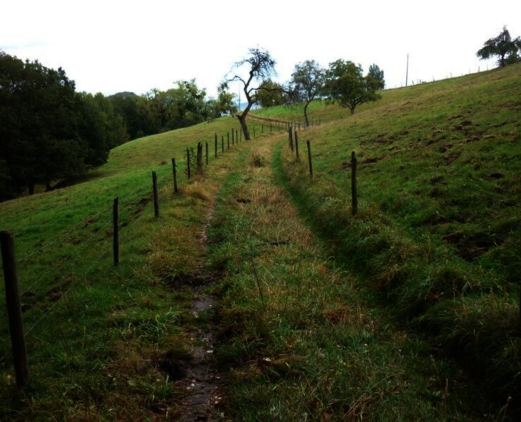 Wiesenweg durch Weideflächen mit alten Obstbäumen am Sirzenicher Bach