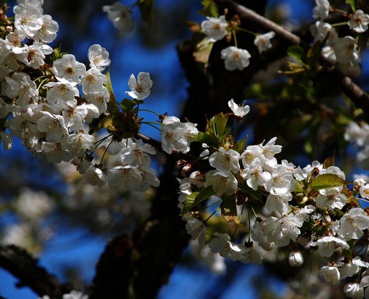 Die Kirsche zählt zum Steinobst