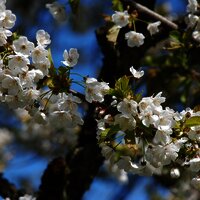 Die Kirsche zählt zum Steinobst