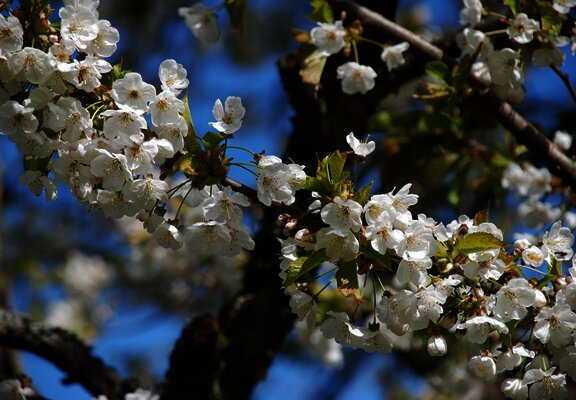 Die Kirsche zählt zum Steinobst