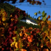 Weinberg Herbst