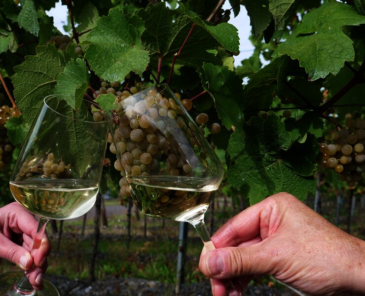 Weine im Weinberg genießen