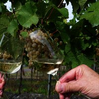 Weine im Weinberg genießen