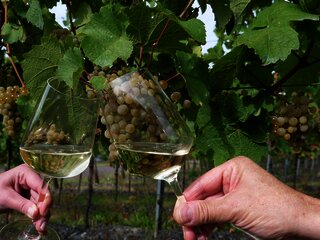 Weine im Weinberg genießen