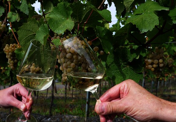 Weine im Weinberg genießen
