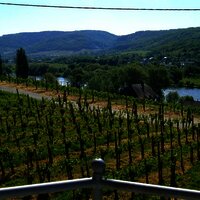 Panoramablick Apartment Weingut Genetsch