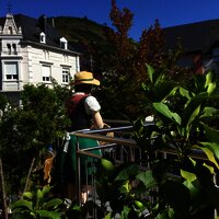 Moselblümchen auf der Terrasse