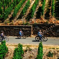 Rad_Person_Weinberg_Sommer (2) ©Wein- und Ferienre