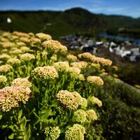 Gewürzgarten Ürzig