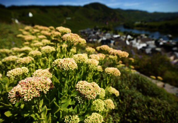 Gewürzgarten Ürzig