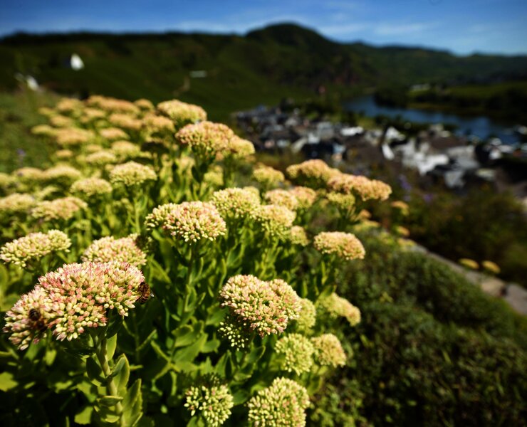 Gewürzgarten Ürzig