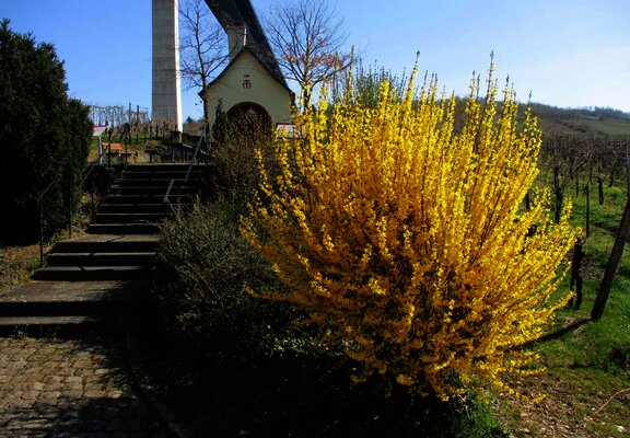 Altkirch in den Weinbergen