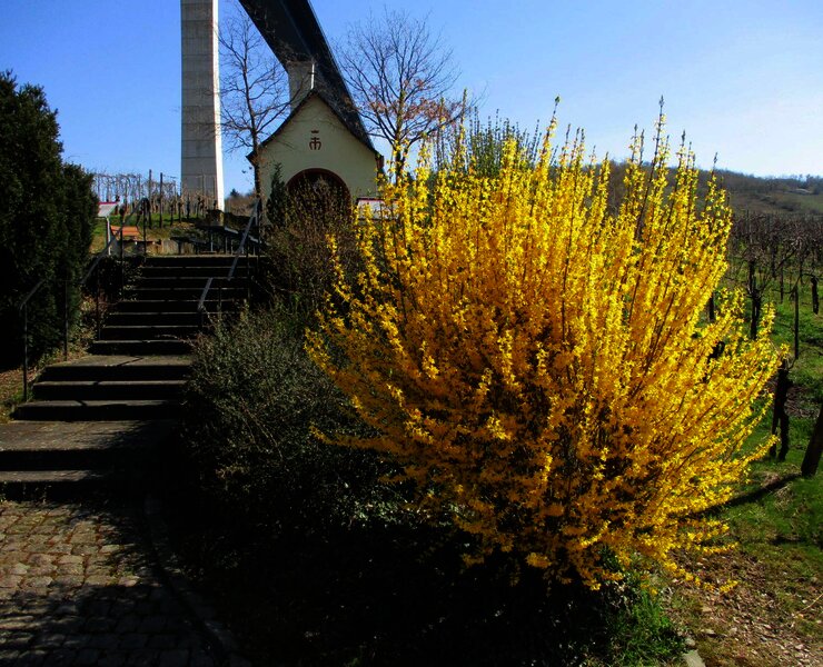 Altkirch in den Weinbergen