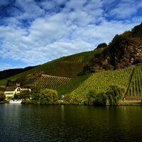 Weinberge an der Mosel