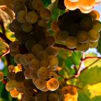 Weintrauben im Weinberg