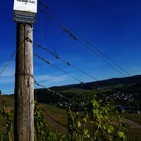 Wandern in den Weinbergen