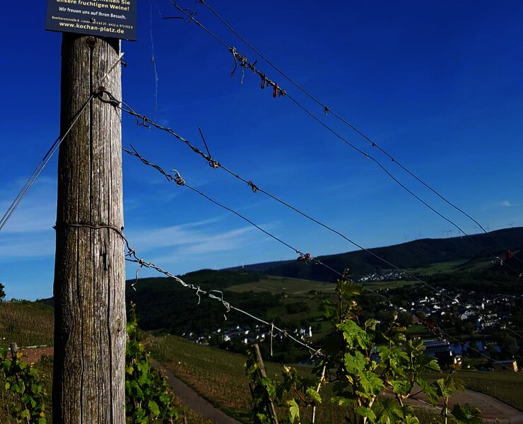 Wandern in den Weinbergen