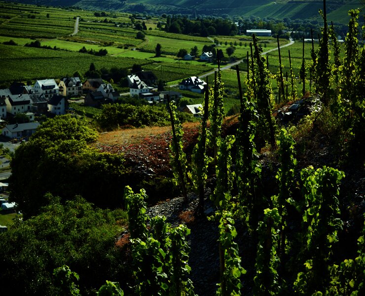 Weinfeste an der Mosel