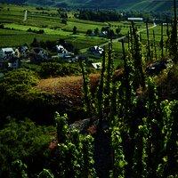 Weinfeste an der Mosel